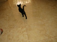 Thumb for 27-faster pussy cat, kill kill kill.jpg (73 KB)